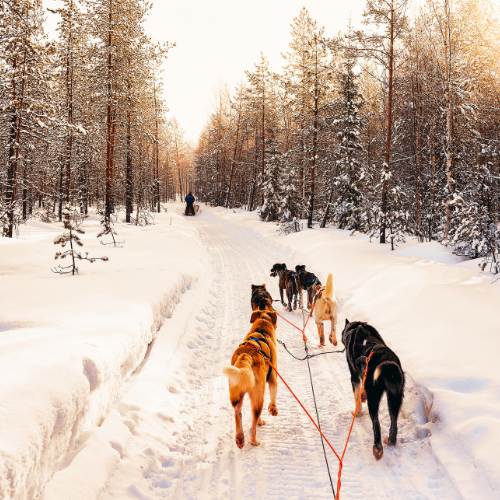 Winter activities in st.jean d'aulps - dog sled